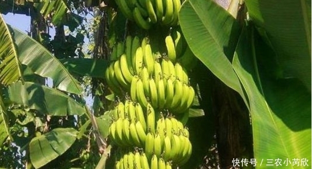 中薪|被誉“智慧之果”的香蕉,农民如何收获高
