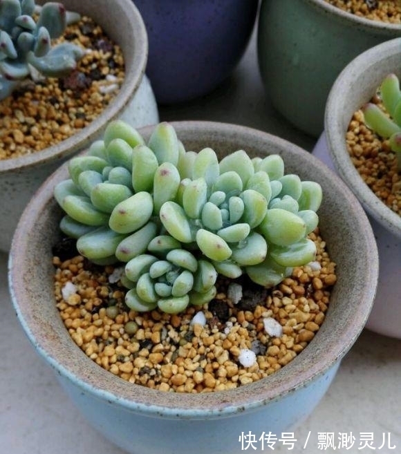 胖嘟嘟的多肉劳尔,叶子红彤彤,栽种用小盆,更容易出状态