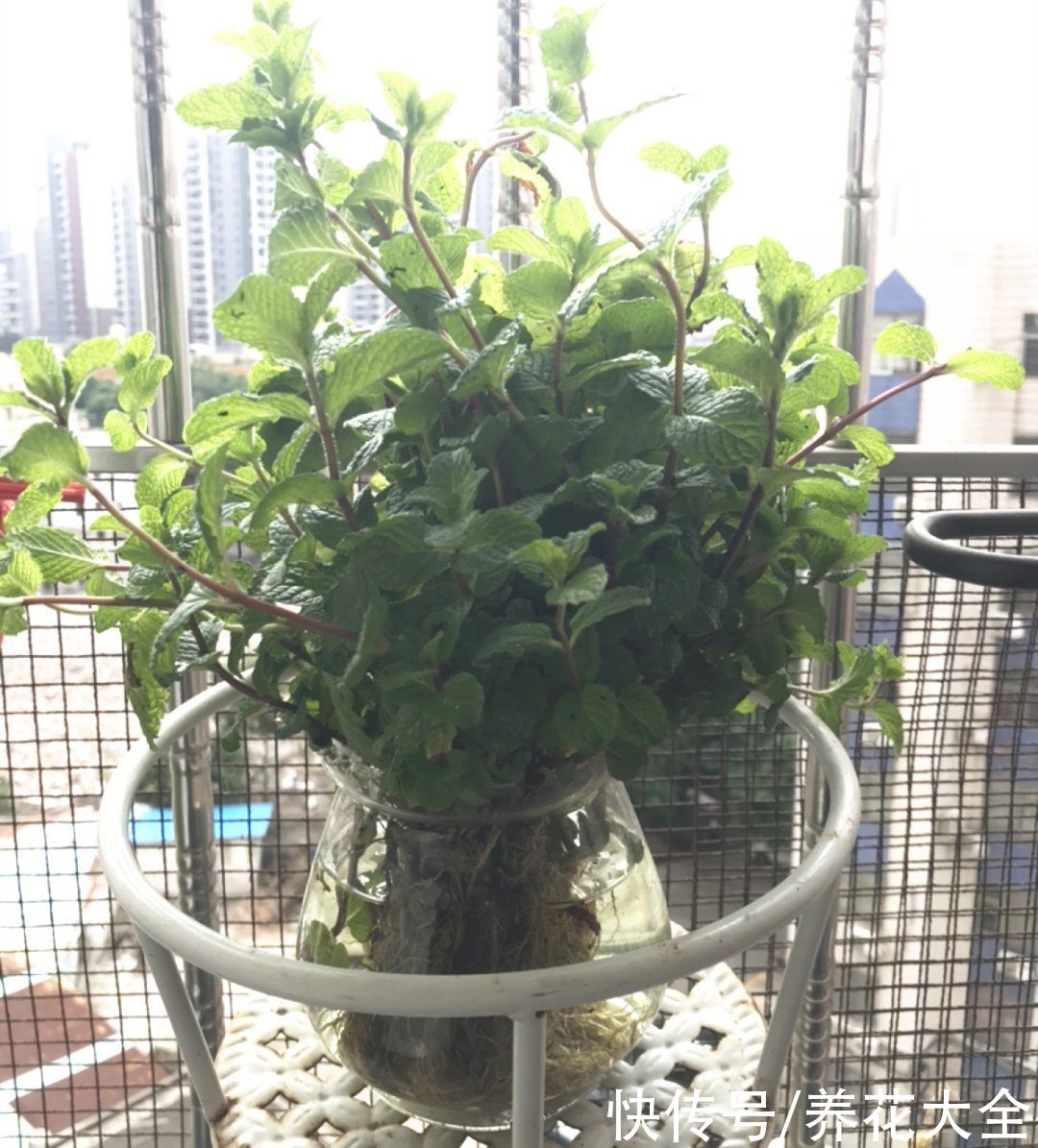 半死不活的花，扔水里，突然长疯了