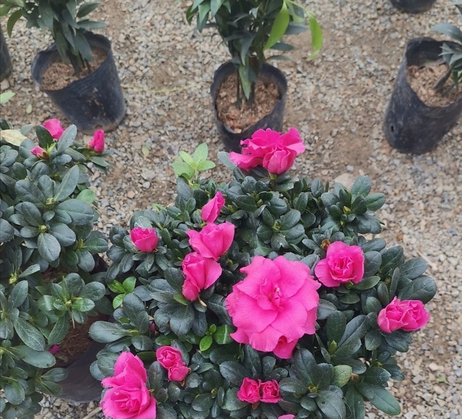 家里养4种花,容易缺铁,每月浇一次硫酸亚铁,长得旺叶子绿