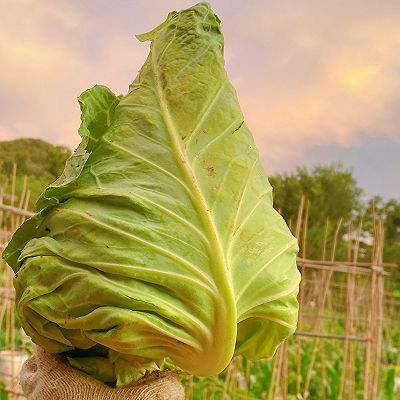 小勺|牛心菜五花肉