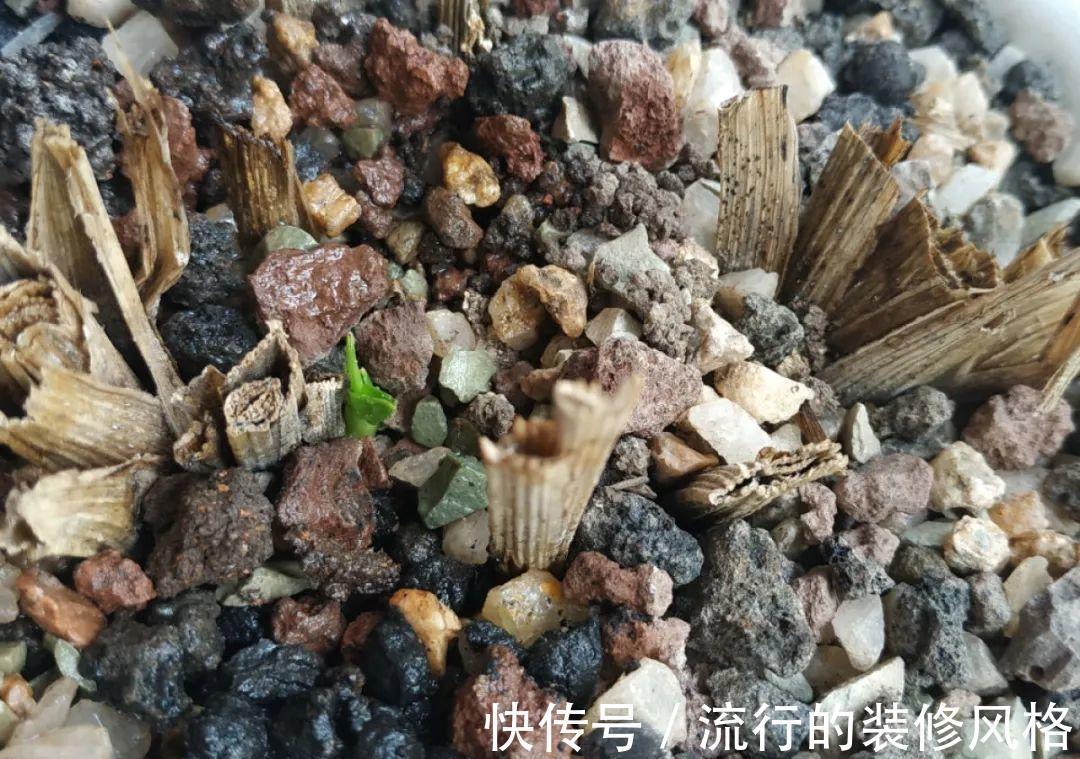 黄叶|养花“黑名单”实在太难养，心累
