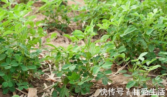 花生|早上空腹吃花生养胃,或许还有这2个“好处”,你还不知道吧?