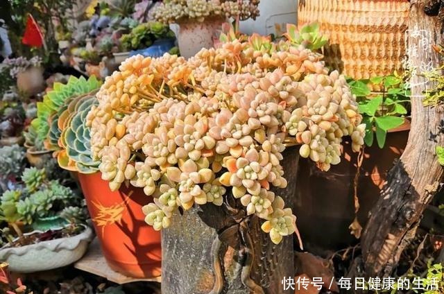 如何让多肉变美看看我是如何宠它们的!如何让多肉变美看看我是如何宠它们的!