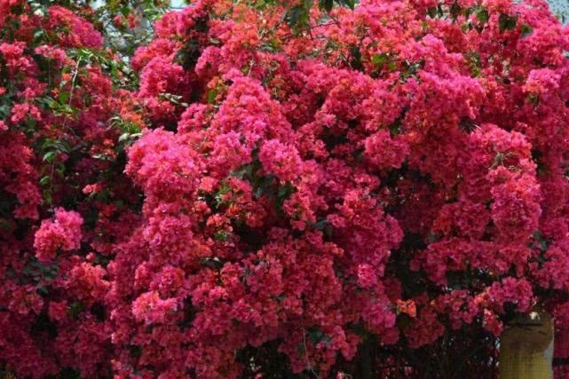 3种“开花机器”，掐个枝条，沾土就生根，泛滥100盆，都爆盆