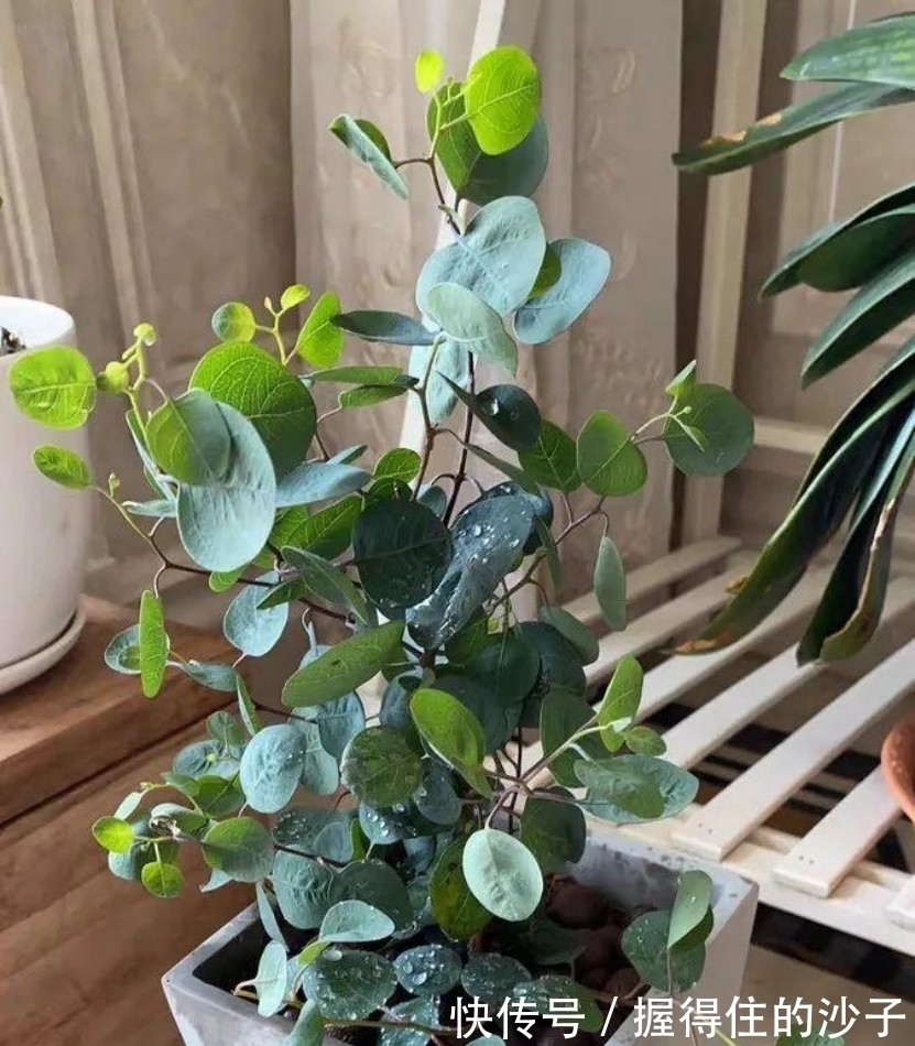 这6种花插枝即活,一盆变十盆,阳台美成小花园,你要不要试试看