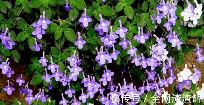 花盆里开出小海豚?养花做好这4点,一年四季都能赏花!