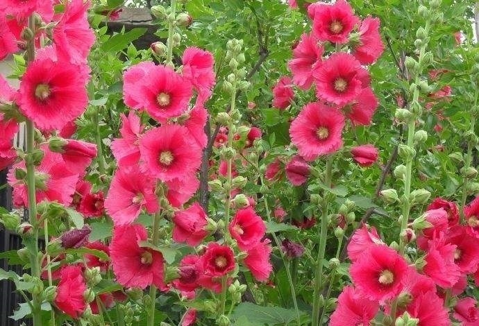 长寿花|此花才是真正的“长寿花”,1粒种子埋土里,一活就是50年