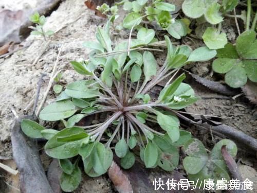 野花野草|你有没有见过60元一斤的野菜？从前是穷人的救命稻草，遇见请珍惜