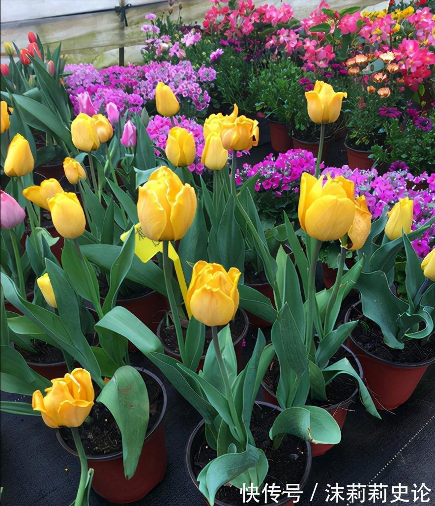 雨雪天冻不死的8种花,越冷越开花,冬天养一盆,喜庆又漂亮