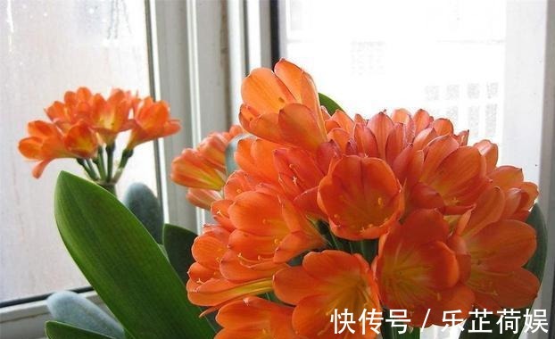 “柚子皮”别扔！随手丢花盆，花像注了“激素”，猛蹿刹不住闸