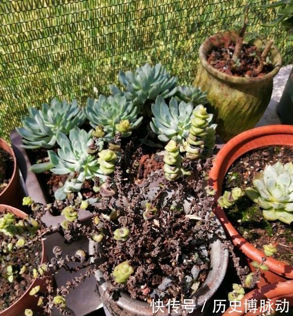 养多肉,杀菌不可少,利用好杀菌剂,养多肉不烂根,没有虫害