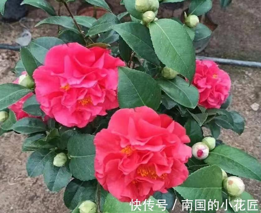 别养月季了,此花美若牡丹,花型大如脸盆,花期长达小半年