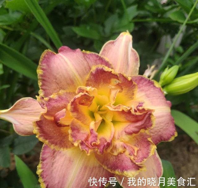 此种花开花惊艳,耐寒又耐热还特别好养,种的人却很少