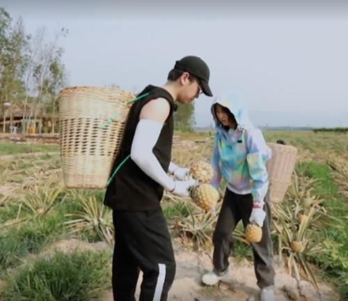 黄磊|张子枫摘菠萝摔倒,谁注意第一个冲过去关心的人偶像剧都没这么甜