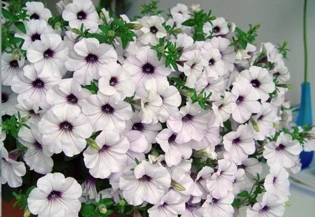 光照|7种一年四季开花的植物,阳台养一盆,天天有花看!