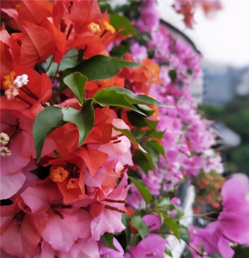 养三角梅,冬季“巧处理”,来年长势猛,开花旺