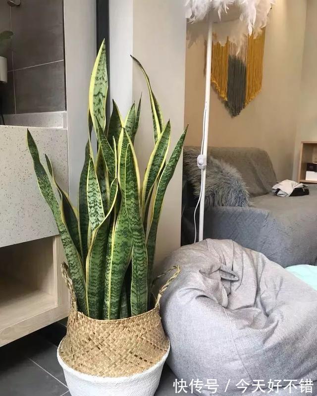 柠檬树|卧室不要乱养花,4种“催眠花”,净化夜间空气,一觉睡到大天亮