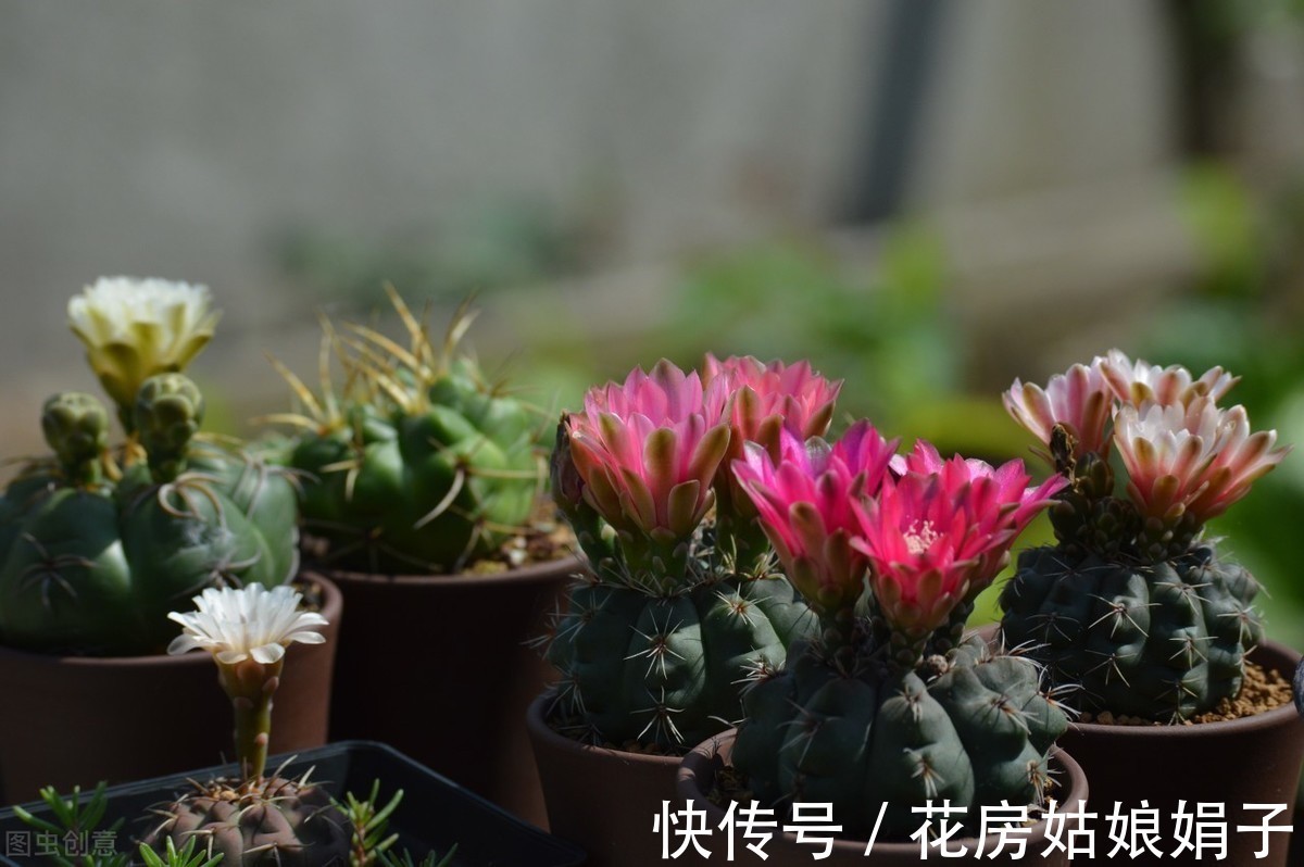 三角梅|这6种花适合小盆养,用小盆,少管它,反而越长越旺,花开爆盆