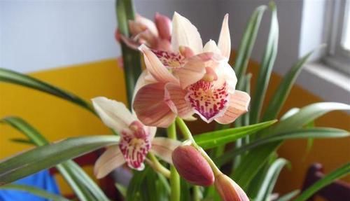 国魂|这款兰花,能轻松开爆盆,花色比国魂还艳,花香比香水还好闻10倍