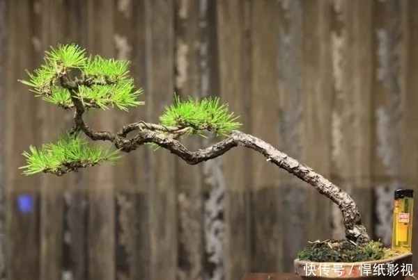 清朝|五针松以“五叶丛生”得名,早在清朝光绪年就在三十六湾村走红!