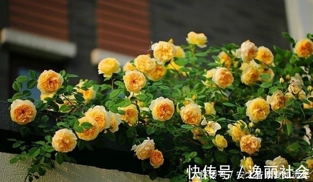 花海|这5种花很好养,浇水就行,有阳光就爆花,阳台变花海!