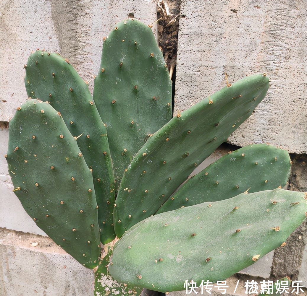 仙人球|8种花不能多浇水,“少水少肥”伺候它,反而长势旺盛开花多