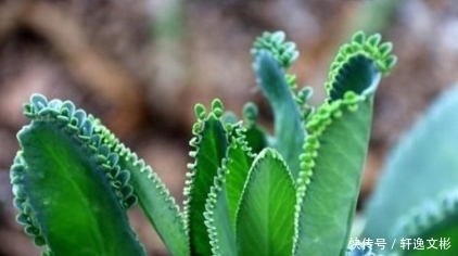 農(nóng)村山溝這4種野生植物，掌握3種是農(nóng)村人，全認識是學醫(yī)的！