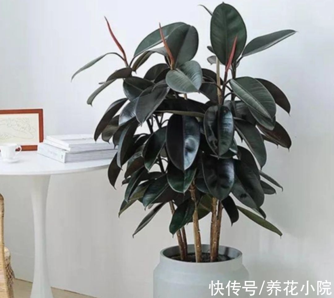 橡皮树不长新叶,4个方面没有做好,改正后长得枝叶繁茂