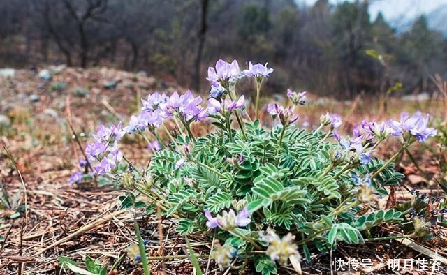 人称|人称“小米口袋”根似人参,乡下小孩都吃过,如今却少人识