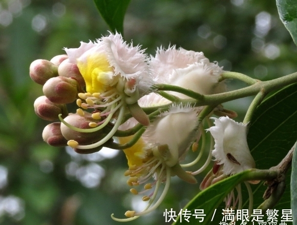 风车果|此花造型奇特个头娇小，呆头呆脑的模样，有着一股子可爱的感觉