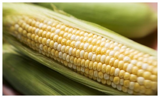 一样是玉米，选黄色的好吃还是白色的看看老农说法，别再乱买了