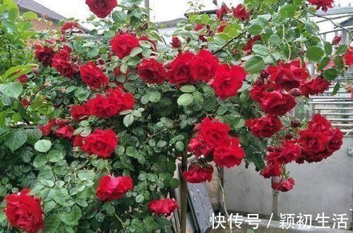 维c|捡1物丢水里，就是养花万能水，养啥旺啥，比花肥强10倍！