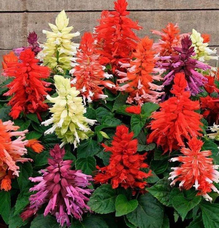 家养这些植物,阳台开出花海,长势好、花色艳,雍容华贵