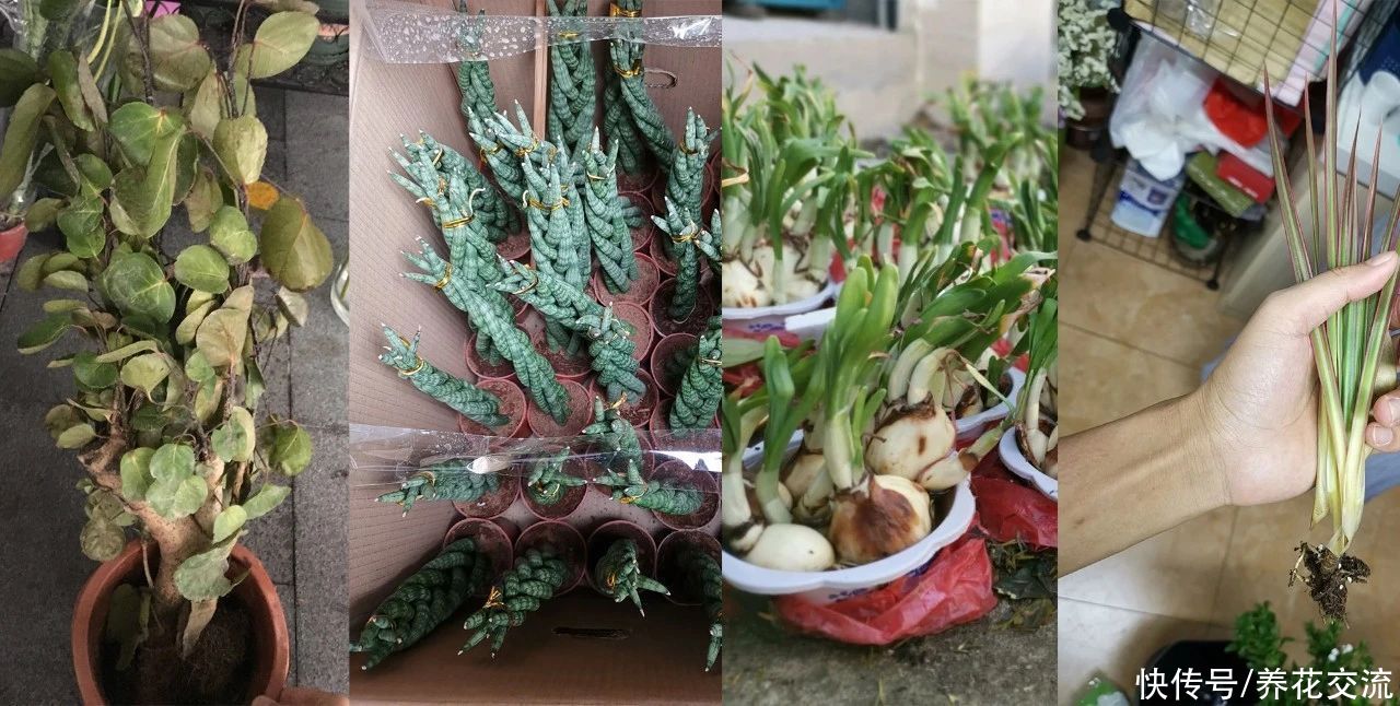 冬季买花“坑”很多，做好这几点，少吃亏，少上当