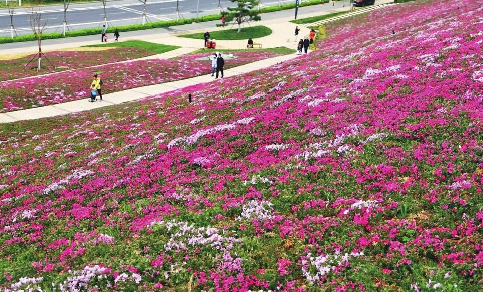 花满泉城笑春风