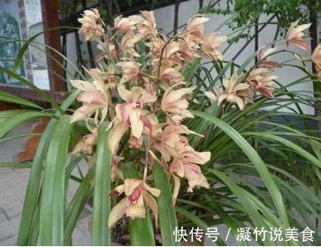 养兰花这点最关键,发芽多又壮,开花多又香,年年开花不断!