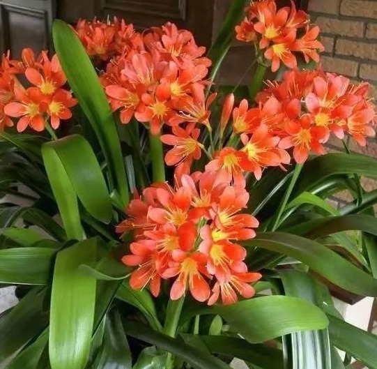 老花农养君子兰的秘诀，根再也不烂了，叶子变得油亮开花多！