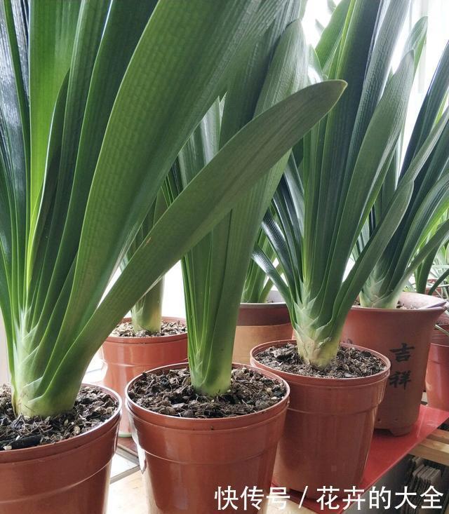 大白菜|养君子兰趁现在，多做2件事，长成大白菜，满盆冒花箭