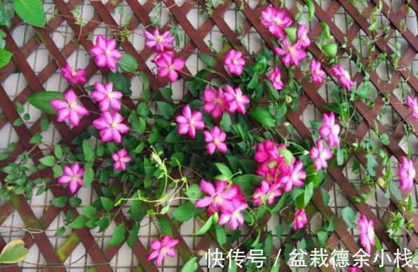 品种|皮实耐热的铁线莲品种，掌握方法技巧