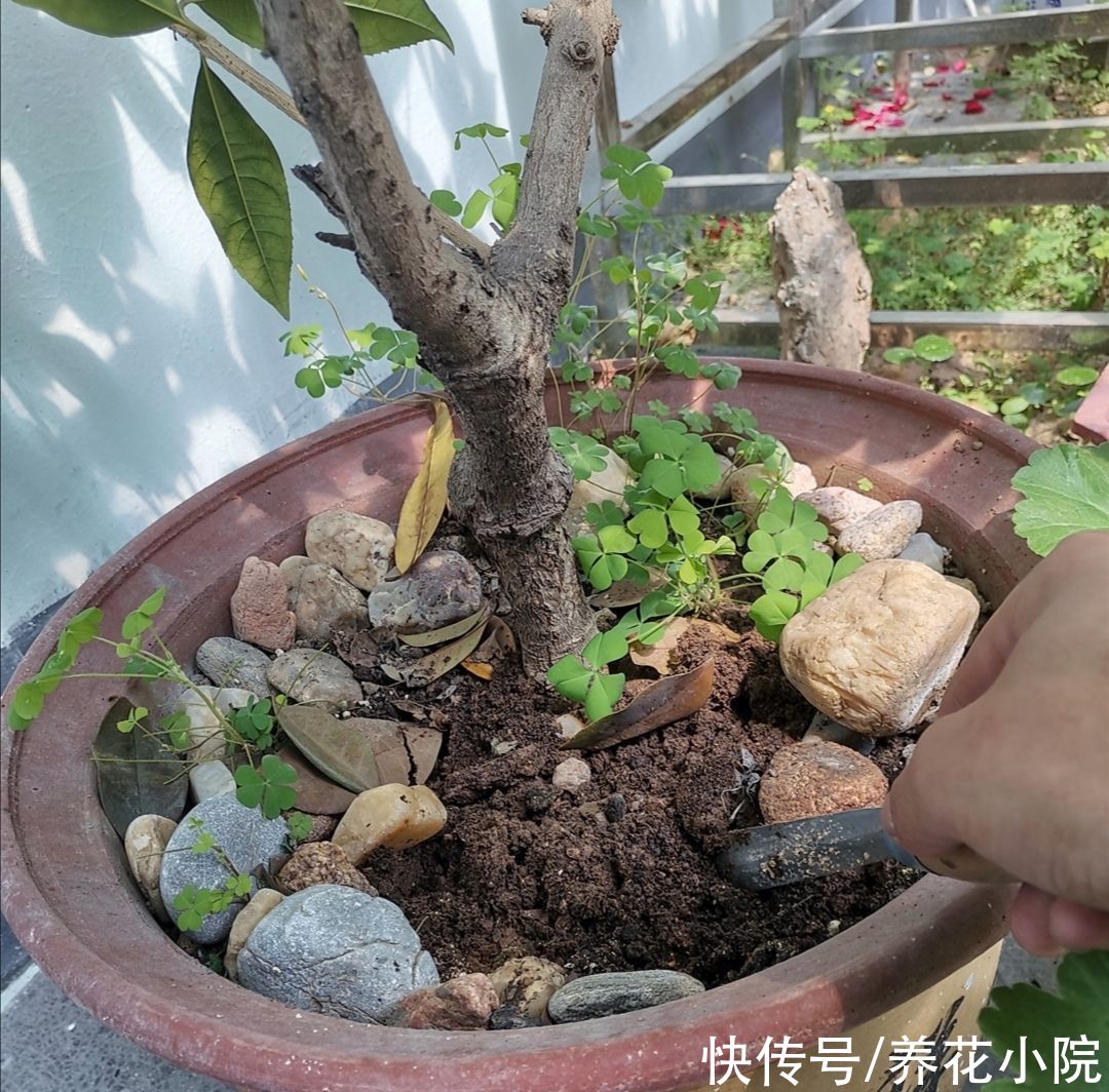 花芽|6月以后，3种花不能再修剪，否则花期开不了花