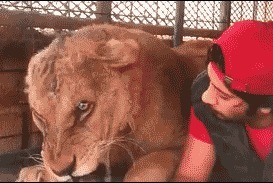 |搞笑GIF: 提起裤子赶紧跑吧 这种情况就别解释了