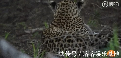 母親|趙菁被老虎拖走后,母親奮不顧身丈夫猶豫,并不是丈夫窩囊