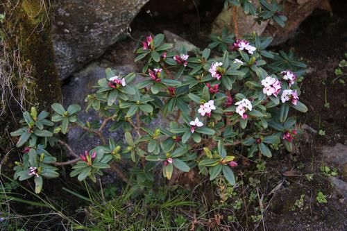 瑞香|金边瑞香开完花，剪一剪枝，更好看，枝条一扦插，来年多十盆