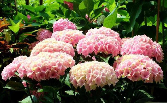 这4种花入冬就“假死”,简单处理一下,明年继续花开烂漫