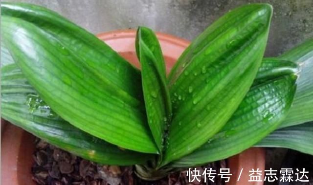 植株|君子兰叶子出现褶皱，3个方面没有做好，应及时改正
