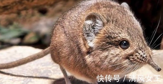 猛犸洞|10个冷知识,那些很少有人知道的世界之最