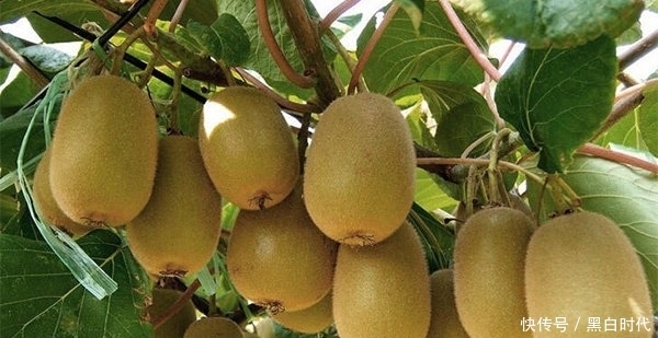 弹性|30岁女人不想老太快，常吃这些食物，让你皮肤更有弹性