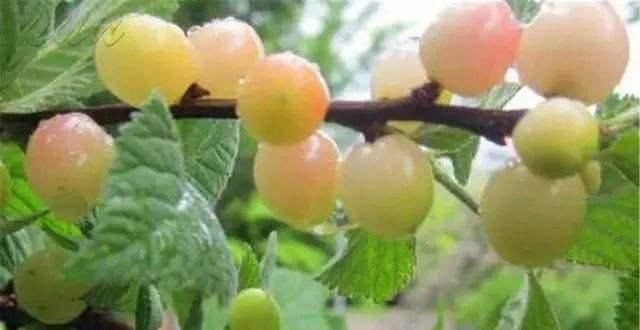 常吃|女性常吃此物,皱纹少,色斑少,视力越来越好,很多人都没吃过