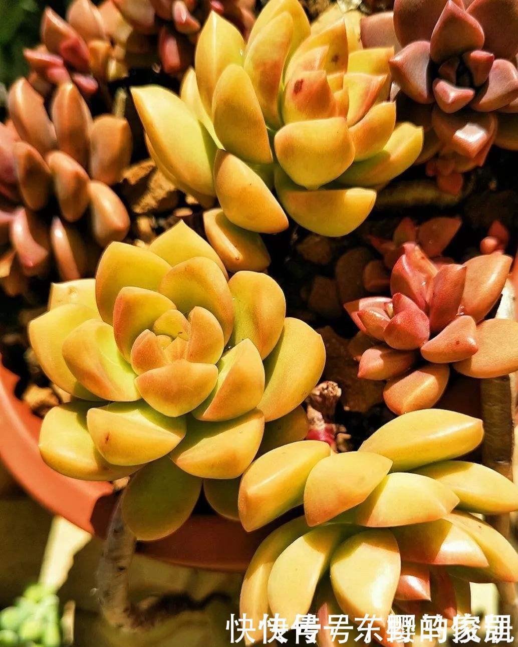 很好养活的3种“多肉”,养出群生养成老桩,真的很美